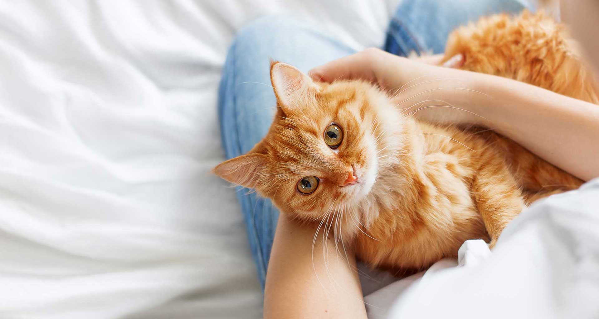Five ways that your cat says I love you
